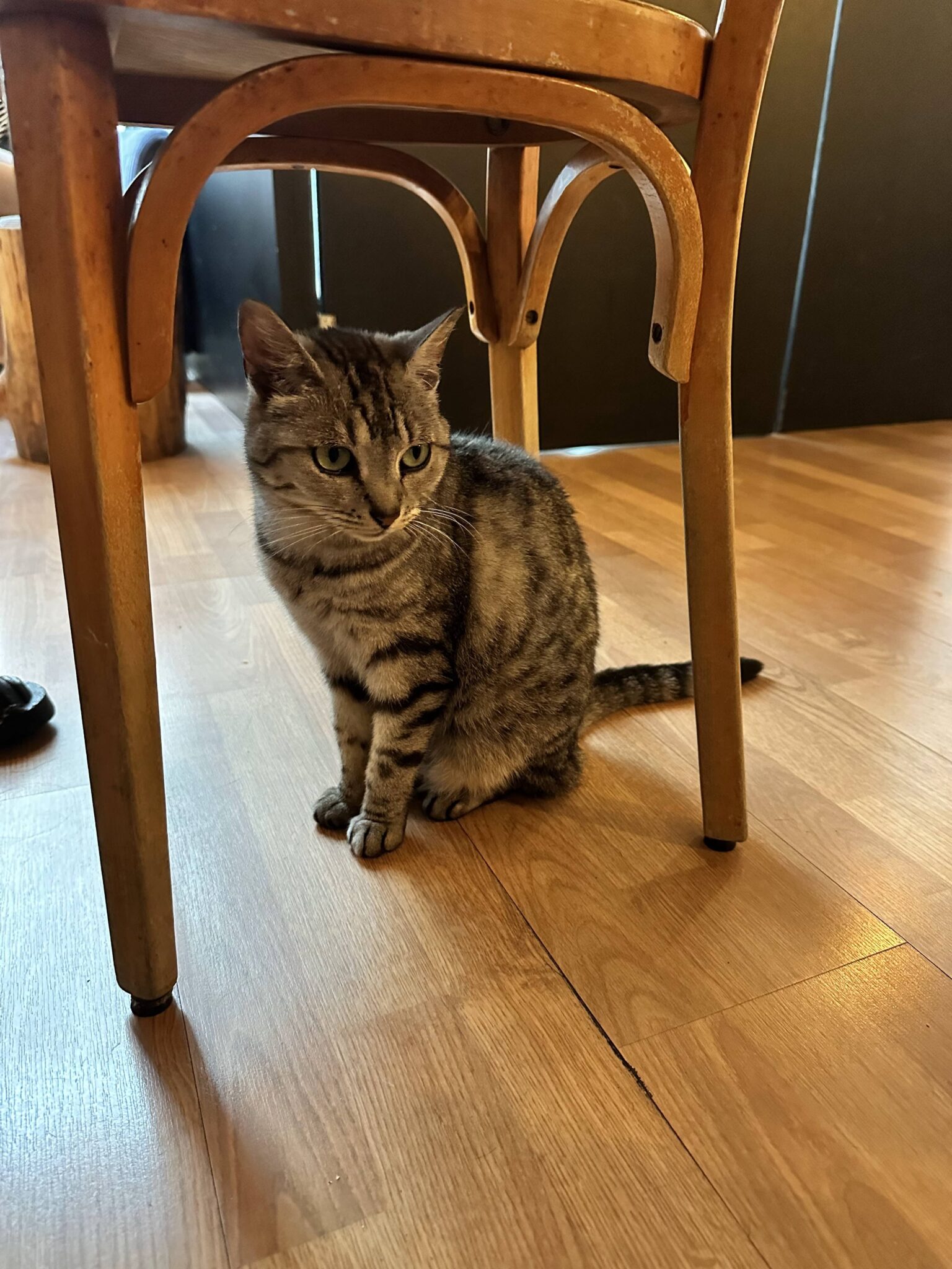 On A Test La Patte De Velours Le Bar Chats De Saint Etienne Saint on-a-test-la-patte-de-velours-le-bar-chats-de-saint-etienne-saint